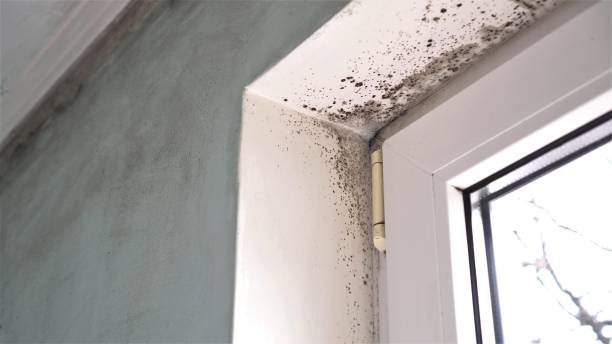 Best Dehumidification Services  in Meridian, CO