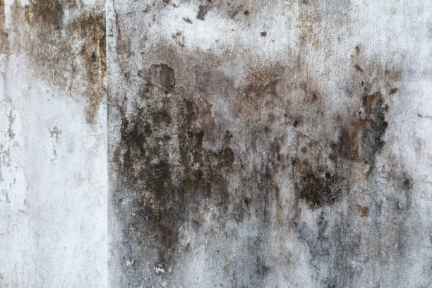 Best Air Quality Testing for Mold Spores  in Meridian, CO