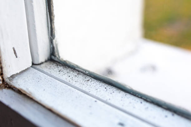 Best Real Estate Mold Inspection  in Meridian, CO