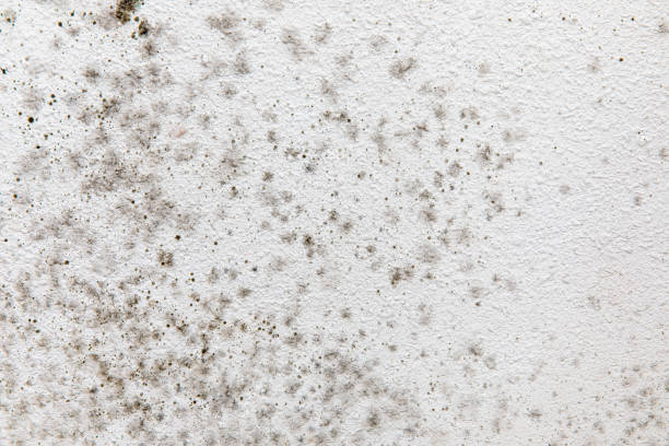 Best Black Mold Removal  in Meridian, CO