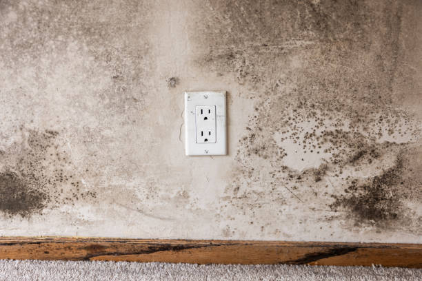 Best Commercial Mold Inspection  in Meridian, CO
