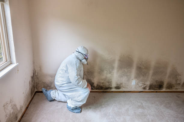 Best Attic Mold Removal  in Meridian, CO